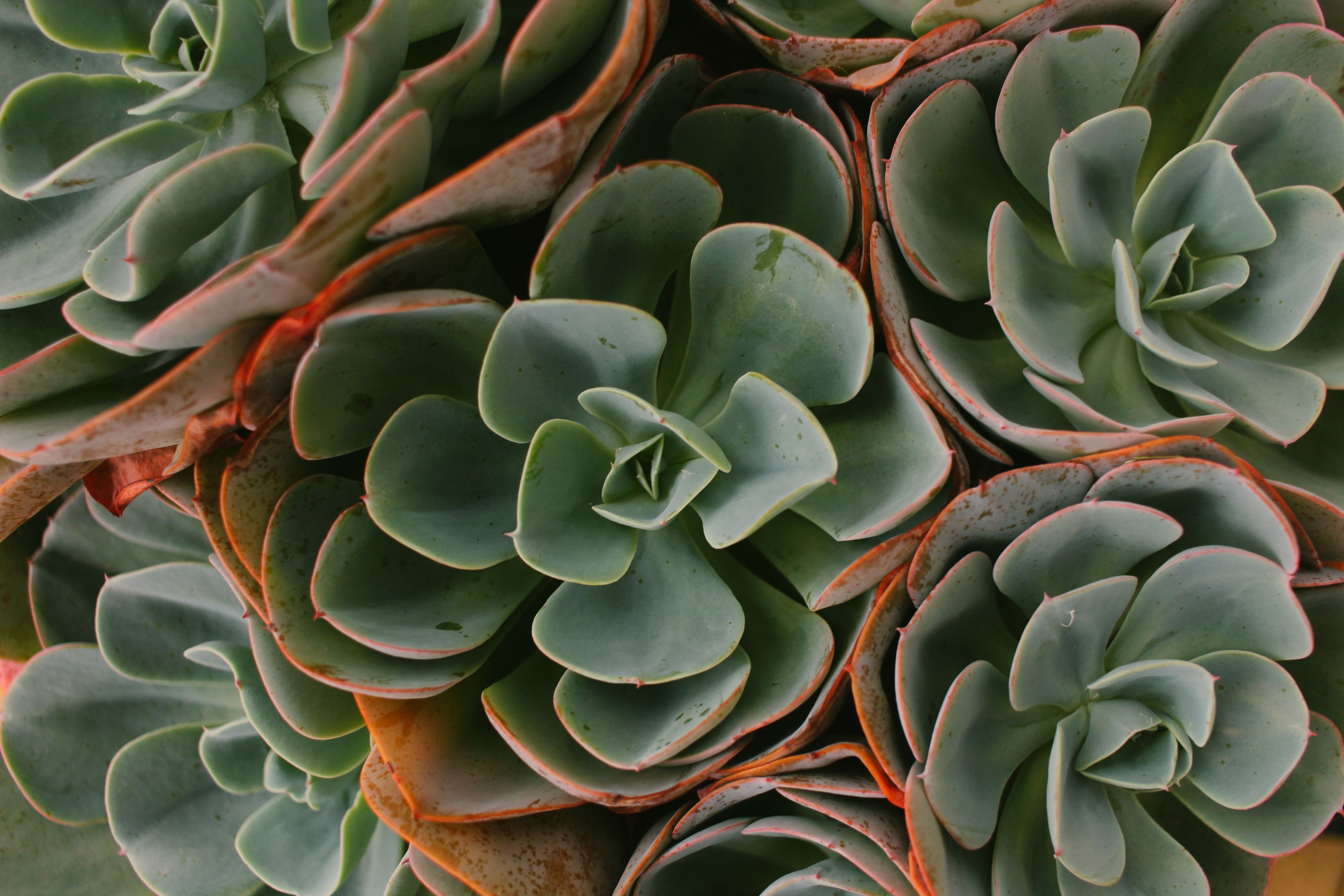Succulent Care for Lazy Gardeners: Thriving Plants, Minimal Effort (Indian Homes Edition)