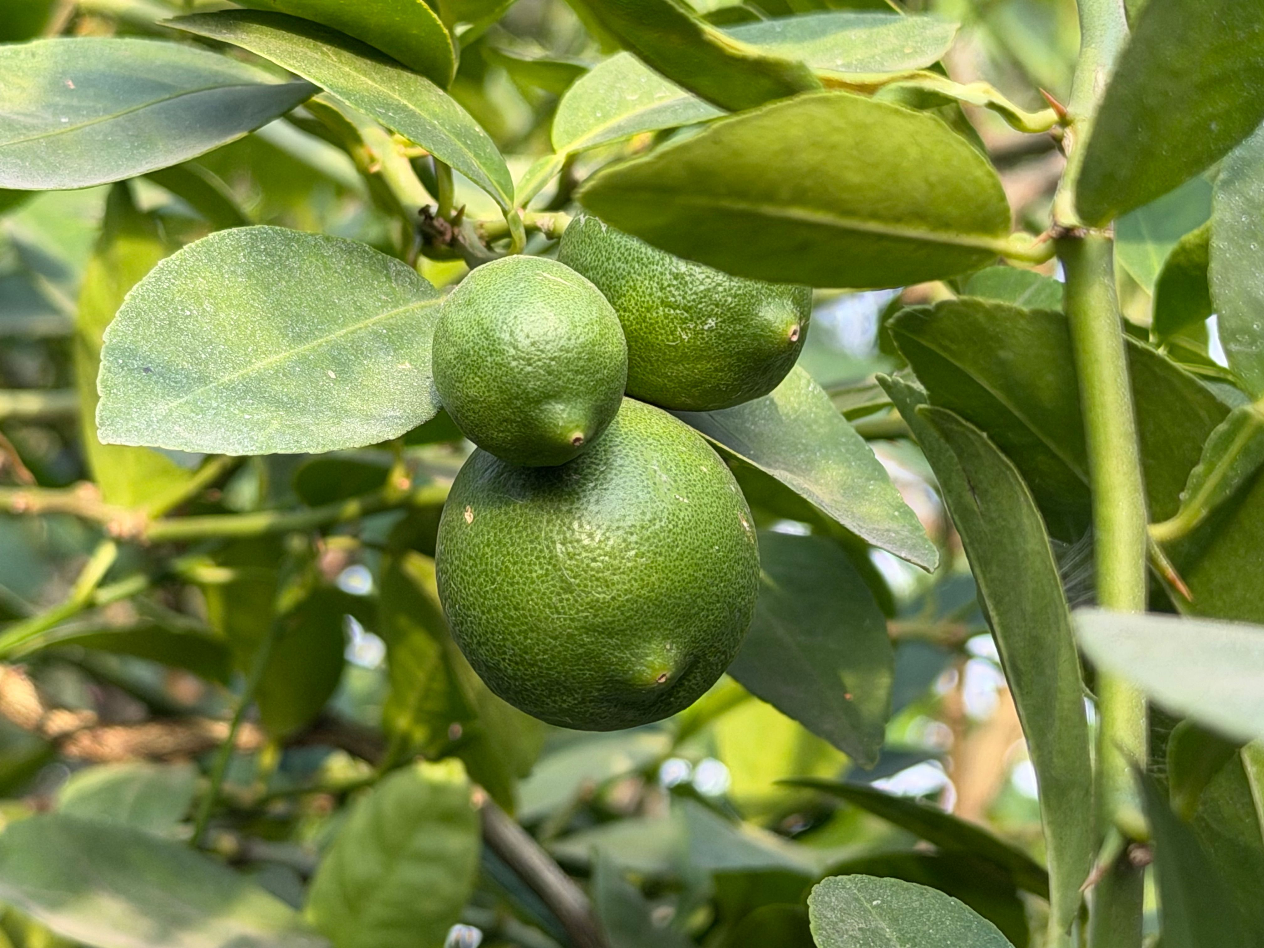 Lemon Plant (Container Grown)