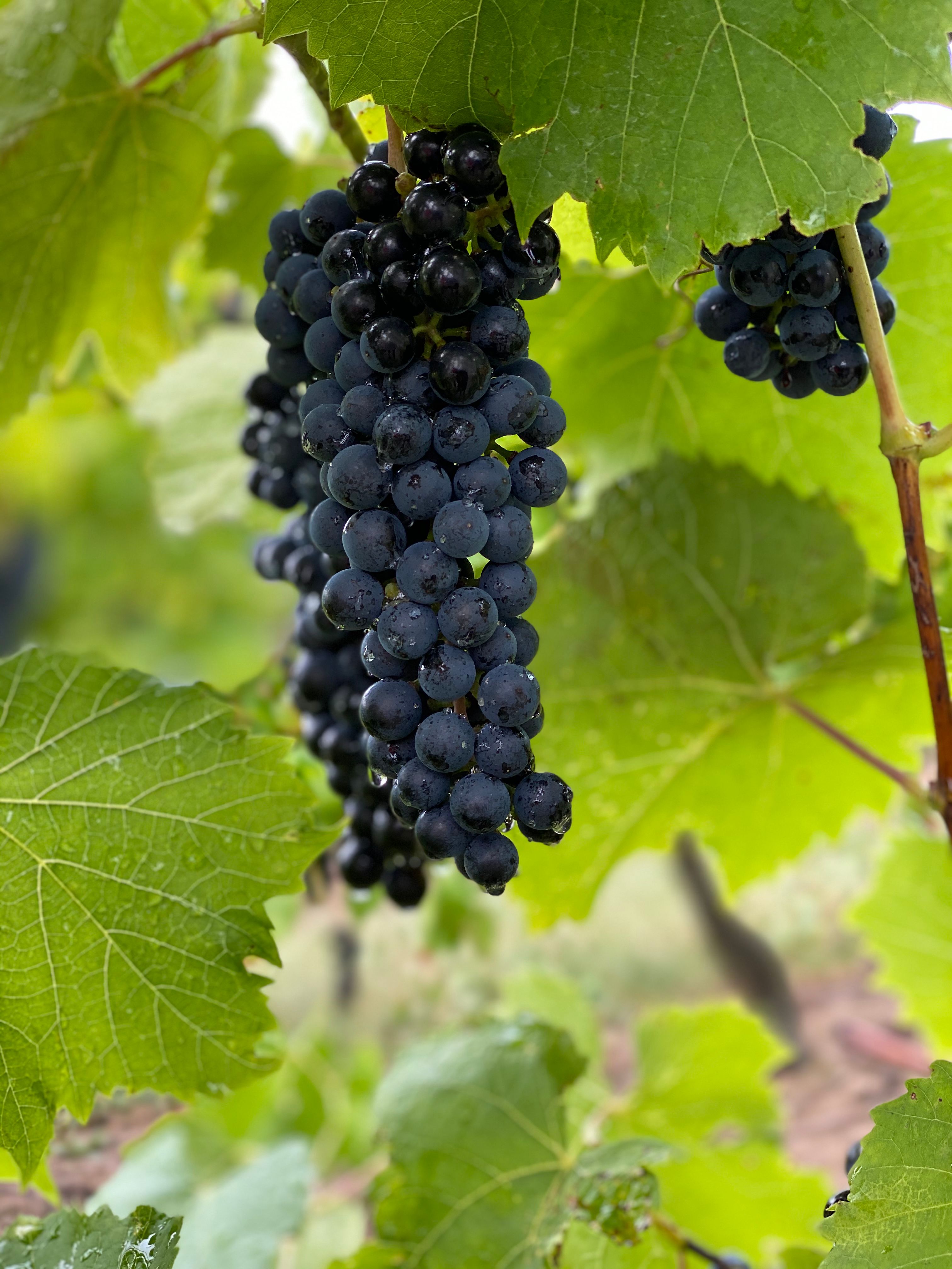 No Garden? No Problem! Grow Sweet Black Grapes in Pots with These 7 Steps