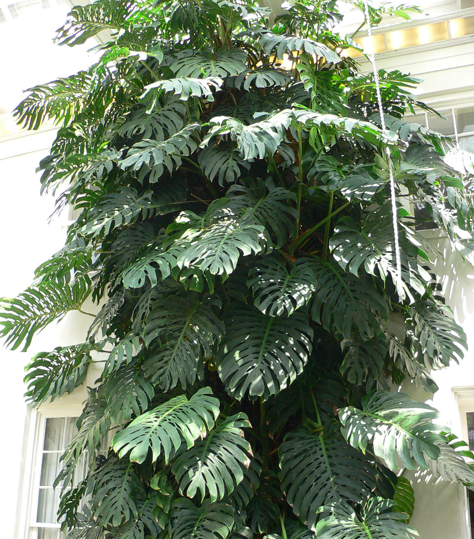 Monstera Deliciosa Care