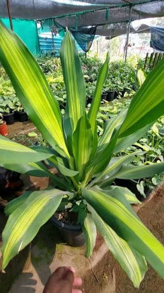 Dracaena Darasingh