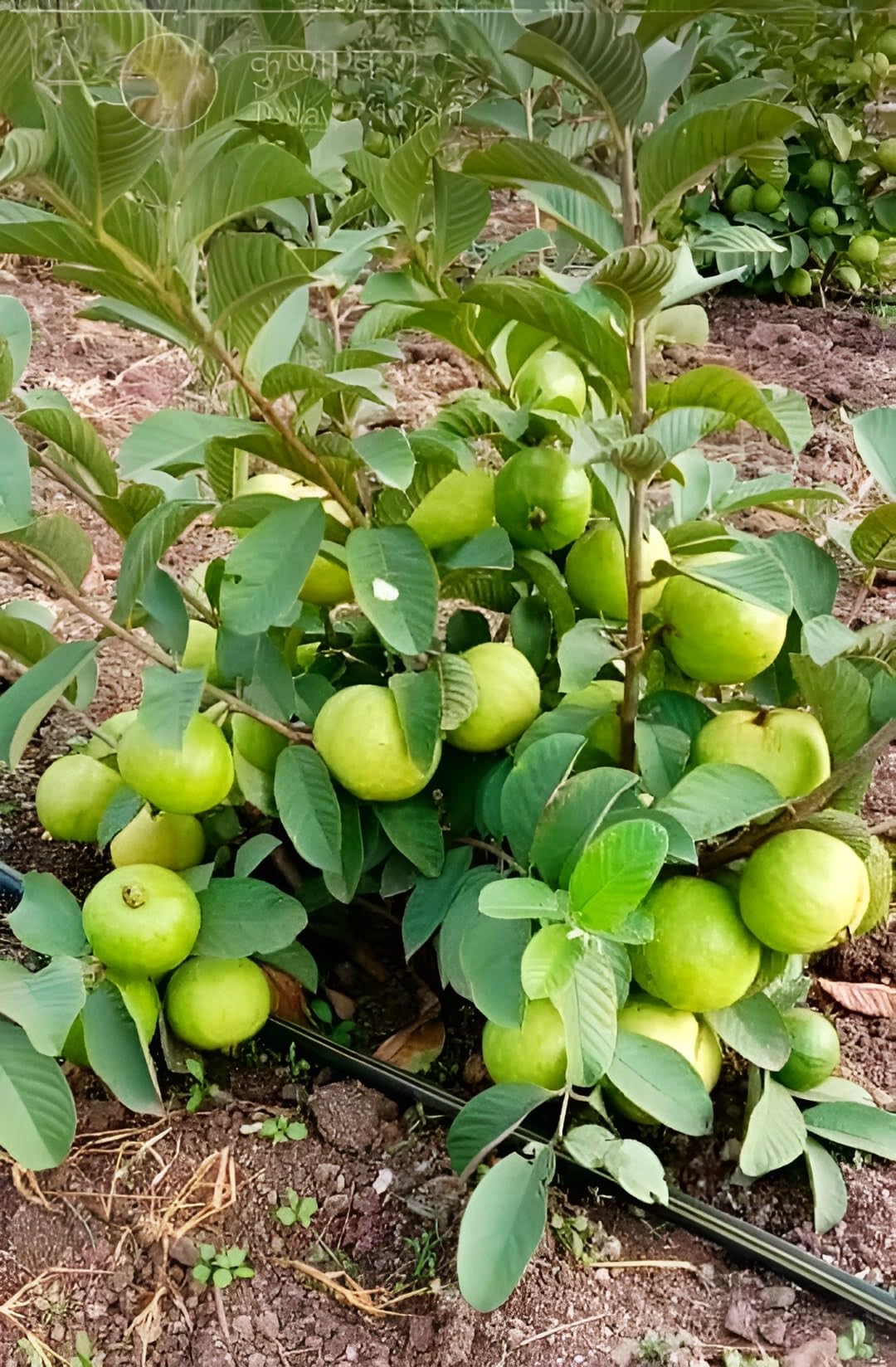 Thai 7 Guava