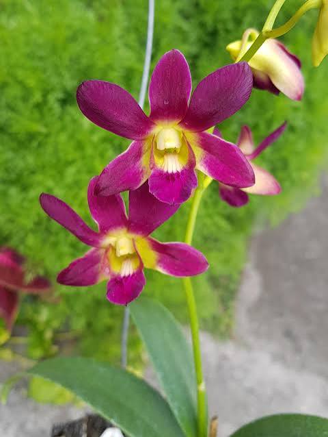 Dendrobium Morning Sun Orchid