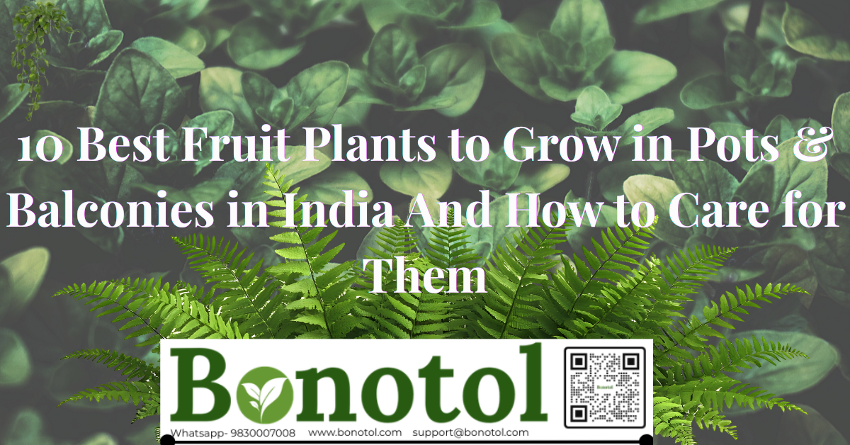 Banner for 10 best fruit plants to grow in India.