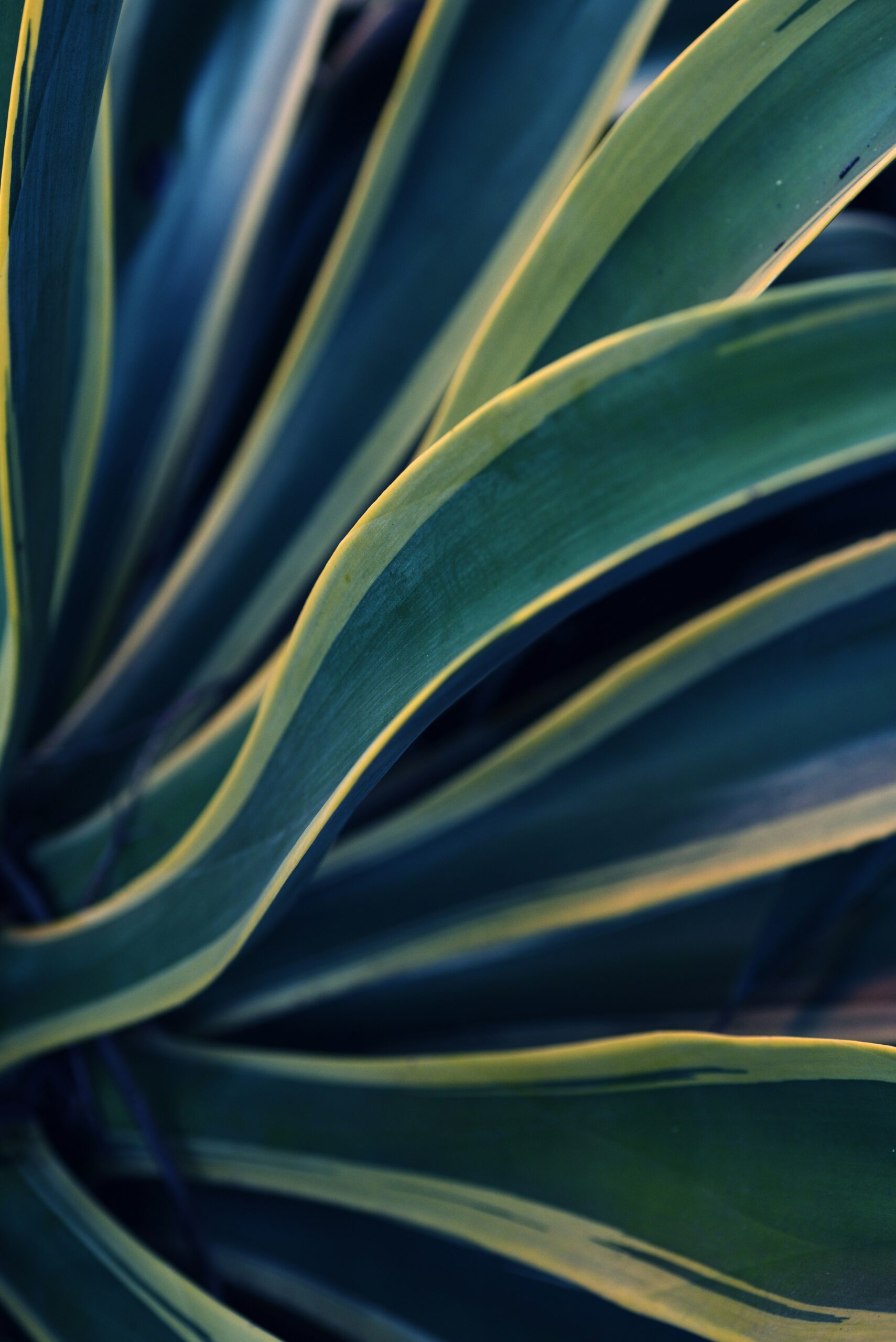 Close-up of green succulent leaves with yellow edges.