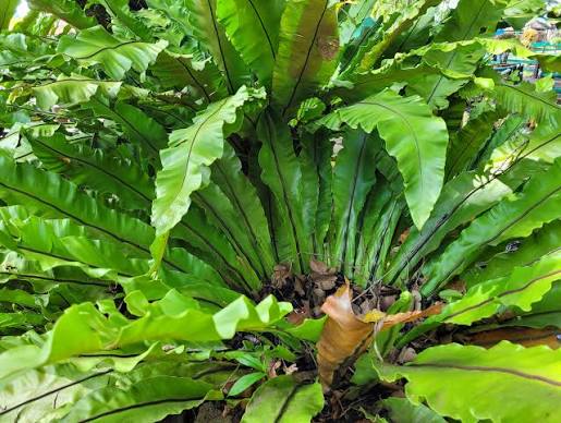 Bird’s Nest Fern Plant Care in India: Complete Growing Guide