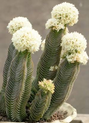 Crassula 'Buddha's Temple' succulent with white spherical flowers.