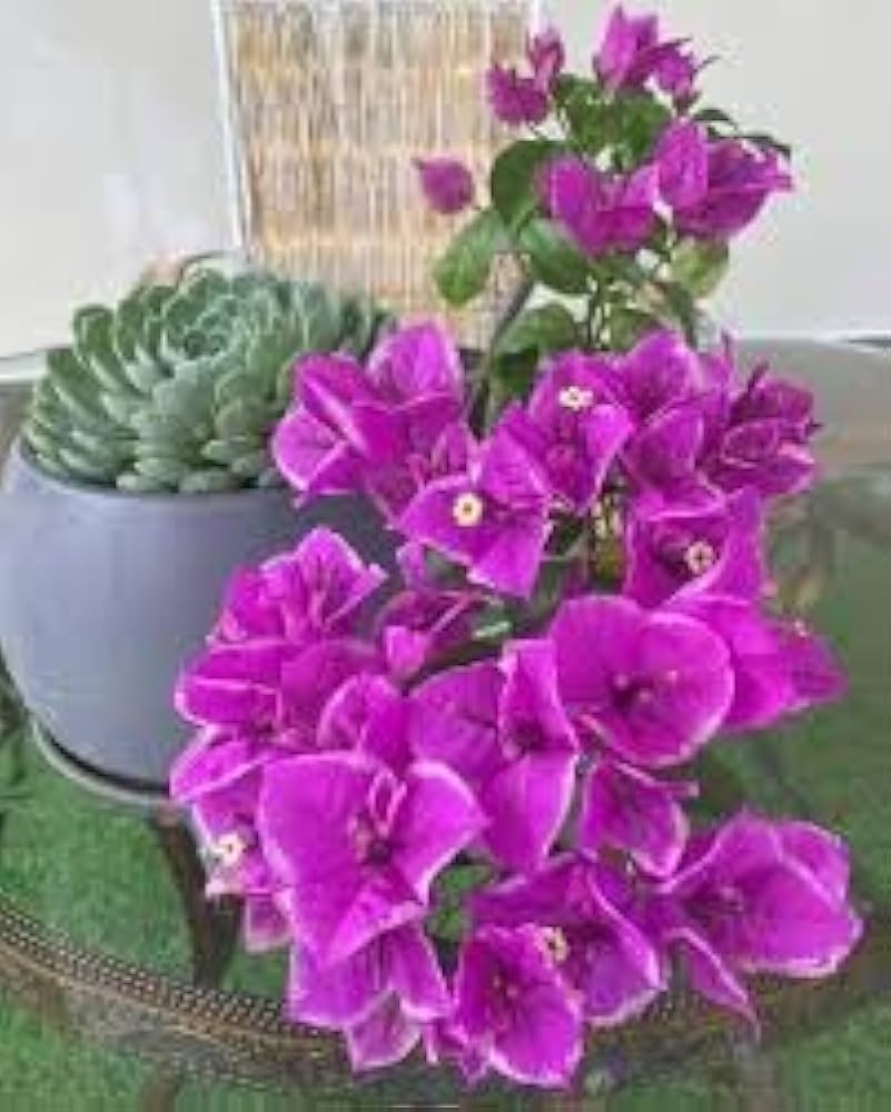 Vibrant purple bougainvillea flowers next to a green succulent pot.