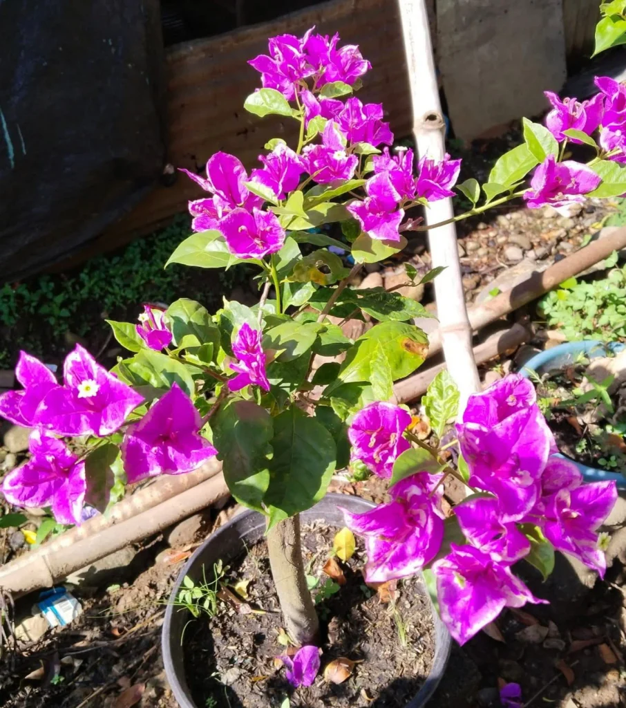 Vibrant magenta bougainvillea flowers in a black garden pot.