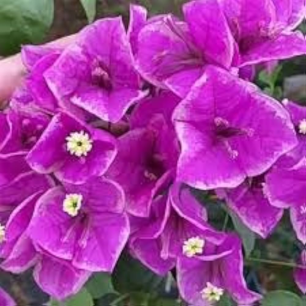 Vibrant purple bougainvillea flowers with small white centers.