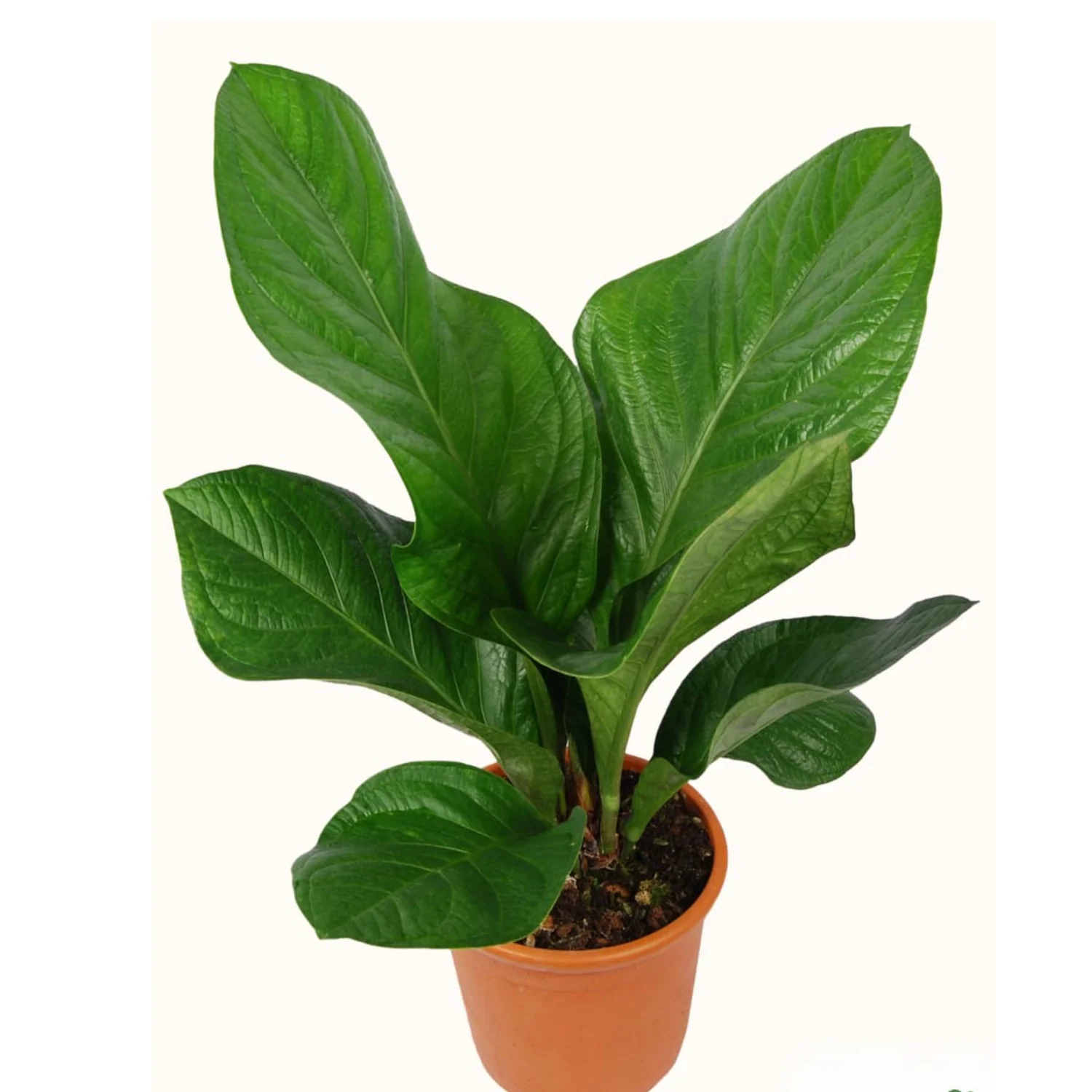 Lush green foliage plant in a simple terracotta pot.