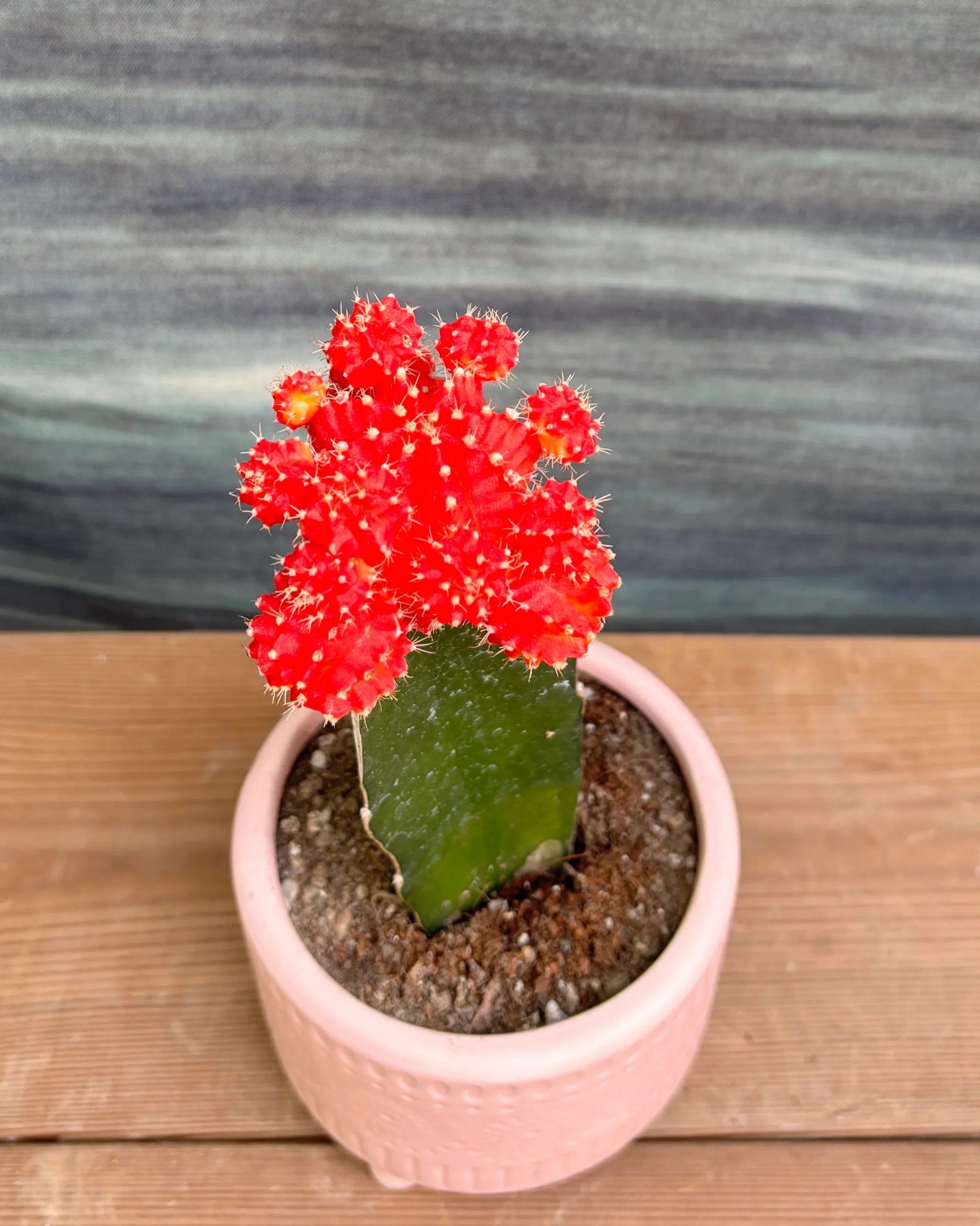 Bright red moon cactus in a small pink pot.