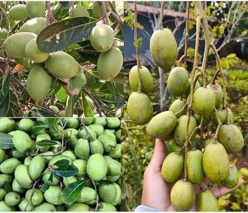 Collage of green ambarella fruits on trees and harvested.