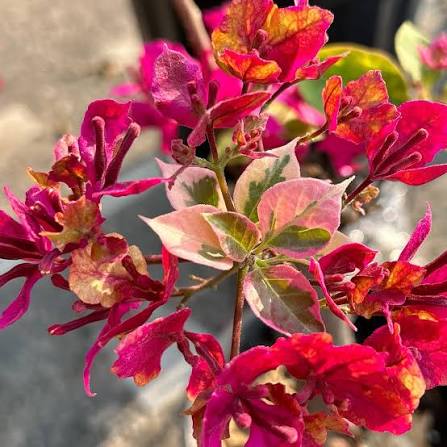 Close-up of pink bougainvillea with variegated pink and green leaves.