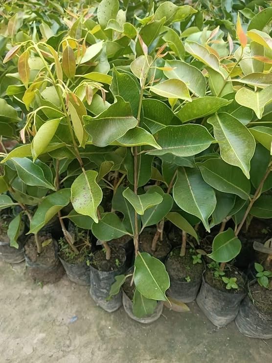 Small green plants growing in black nursery bags.