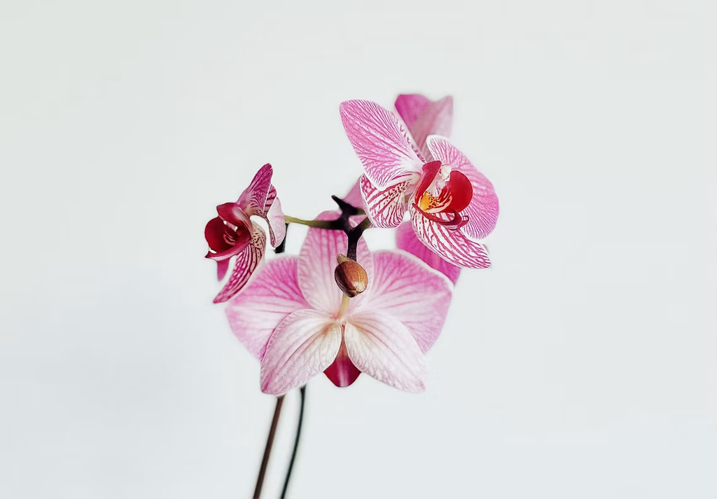 Pink and white striped orchids on a white background.