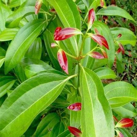 Vibrant green leaves with new red leaf growth.