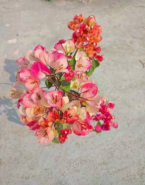 Pink and orange bougainvillea plant against a concrete background.